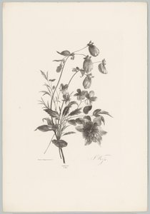 Různé květiny Flower and Fruit Studies (...) 10. epizoda (název série) od Anton Weiss