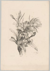 Různé květiny Flower and Fruit Studies (...) 10. epizoda (název série) od Anton Weiss