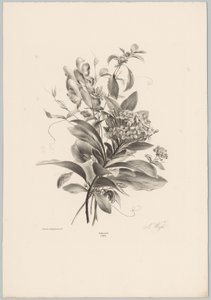 Hortenzie a další květiny Flower and Fruit Studies (...) 10. epizoda (název série) od Anton Weiss
