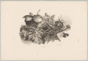 Mučenky a listy Flower and Fruit Studies (...) 10. epizoda (název série) od Anton Weiss