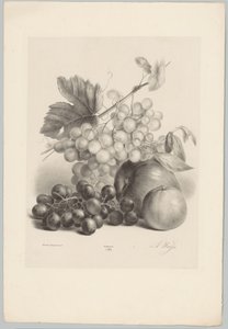 Červené a bílé hrozny a jablka Flower and Fruit Studies (...) 10. epizoda (název série)
