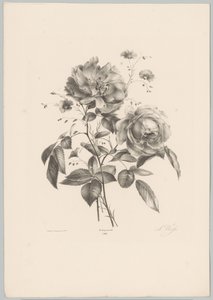 Květ růže a karafiátu Flower and Fruit Studies (...) 10. epizoda (název série) od Anton Weiss