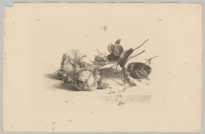 růže Flower and Fruit Studies (...) 3. epizoda (název série) od Anton Weiss