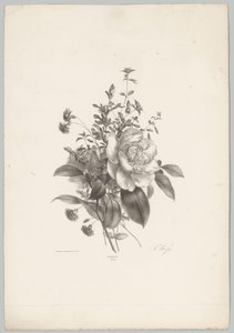 Růže, karafiáty a fuchsie Flower and Fruit Studies (...) 10. epizoda (název série) od Anton Weiss