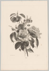 Růže a jiné květiny Flower and Fruit Studies (...) 10. epizoda (název série) od Anton Weiss
