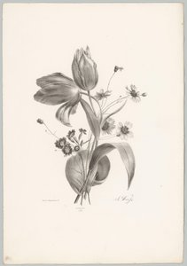 Tulipány a sedmikrásky Květinové a ovocné studie (...) 10. epizoda (název série) od Anton Weiss