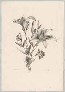 dvě lilie Flower and Fruit Studies (...) 10. epizoda (název série) od Anton Weiss