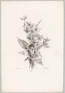 Maceška a hyacint a květiny ve tvaru zvonu Flower and Fruit Studies (...) 10. epizoda (název série)