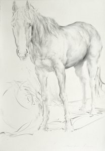 Kůň v Coolmore, 1990 (uhlí na papíře) od Antonio Ciccone