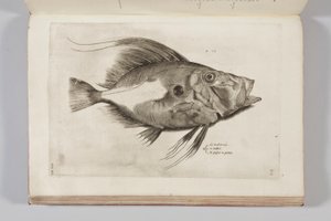 Ilustrace z „Aquatilium animantium historia, liber primus“ od Ippolita Salvianiho, 1554