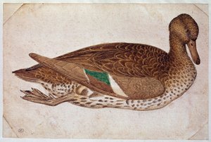 Žena zimní zelenomodrá, plavání, z profilu vpravo. Kresba Pisano Antonio di Puccio dit il Pisanello (1380-1455), ca. 1430-40. akvarel, hnědý inkoust, černý kámen, pírko (kresba), bílé plošky. Rozměr: 14 x 21,2 cm. Louvre, Cabinet des Dessins od Antonio Pisanello