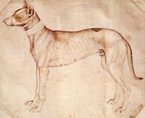 Studie loveckého psa od Antonia Pisana známého jako Pisanello (před rokem 1395-cca 1455), kresba perem a hnědým inkoustem od Antonio Pisanello