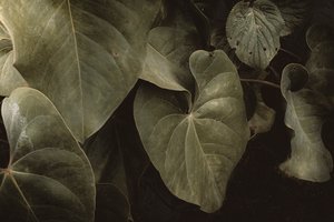 Anthurium Andraeanum, XVI e, Petrópolis, Rio de Janeiro, Brazílie, 2025 (fotografie)