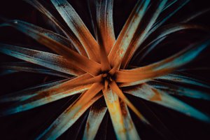 Bromelioideae, 2015 (digitální fotografie)