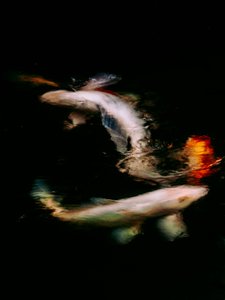 Haikai V, 2022 (digitální fotografie)