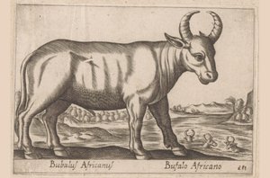 Buvol africký Bubalus Africanus/ Bufalo Africano (název na objektu) Zvířata a mýtická stvoření (název série) Nova raccolta de li animali piu curiosi del mondo (název série) od Antonio Tempesta