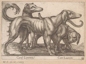 Tři psi Canis Leporius / Cane Liviriero (název na objektu) Zvířata a mýtická stvoření (název série) Nova raccolta de li animali piu curiosi del mondo (název série) od Antonio Tempesta