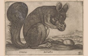 Ekhorn Sciurus/ Sciratto (název na objektu) Dieren en fabelwezens (název série) Nové zvědavé zvířátko na světě (název série) od Antonio Tempesta
