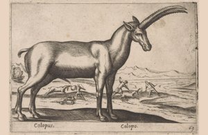 kozí Colopus/ Colopo (název na objektu) Dieren en fablewezens (název série) Nová kolekce nejkurióznějších zvířat světa (název série) od Antonio Tempesta