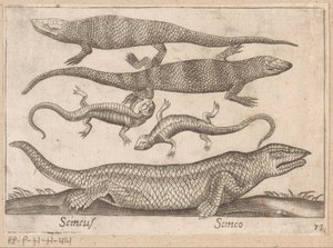 Hagedissen Skincus (název na objektu) Dieren en fablewezens (název série) Nova raccolta de li animali piu curiosi del mondo (název série) od Antonio Tempesta