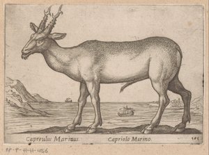 Hert Capreulus Marinus/ Capriolo Marino (název na objektu) Dieren en fablewezens (název série) Nová kolekce nejkurióznějších zvířat světa (název série) od Antonio Tempesta