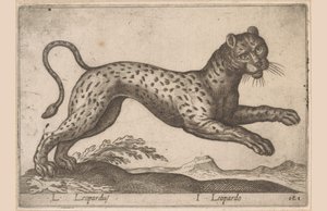 Leopard L Leopardus/ I Leopardo (titul na objektu) Dieren en fablewezens (název série) Nová kolekce nejkurióznějších zvířat světa (název série) od Antonio Tempesta