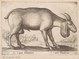 Membrina geit L Capra Mambrinae/ I Capra Mambrina (název na objektu) Dieren en fablewezens (název série) Nová kolekce nejkurióznějších zvířat světa (název série) od Antonio Tempesta
