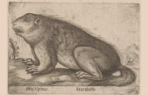 Mumlá Alpská myš / Marmotta (název na objektu) Dieren en fablewezens (název série) Nova raccolta de li animali piu curiosi del mondo (název série) od Antonio Tempesta