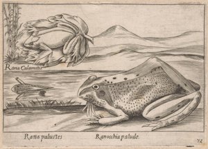 Moeras Kikkers Marsh Frog / Marsh Frog (název na objektu) Dieren en fabelwezens (název série) Nova sbírka nejkurióznějších zvířat na světě (název série) od Antonio Tempesta