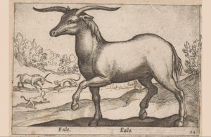 Kůň s rohy Eale/Eale (název na objektu) Zvířata a mýtická stvoření (název série) Nova raccolta de li animali piu curiosi del mondo (název série) od Antonio Tempesta
