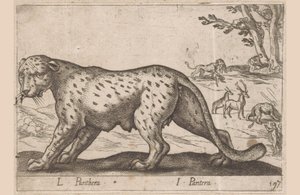 Panter L Panthera/ I Panthera (název na objektu) Dieren en fablewezens (název série) Nová kolekce nejkurióznějších zvířat světa (název série) od Antonio Tempesta