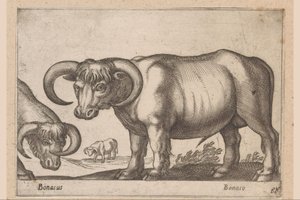dobytek Bonasus/ Bonaso (název na objektu) Zvířata a mýtická stvoření (název série) Nova raccolta de li animali piu curiosi del mondo (název série) od Antonio Tempesta