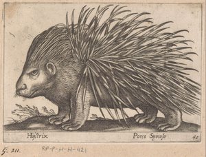 Dikobraz Hystrix/ Porco Spinoso (název na objektu) Zvířata a mýtická stvoření (název série) Nova raccolta de li animali piu curiosi del mondo (název série) od Antonio Tempesta