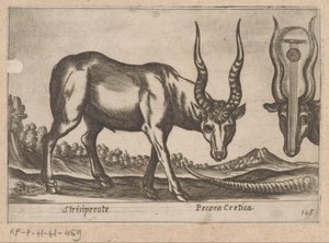 Dvě antilopy Striciperote/ Krétský dobytek (název na objektu) Dieren en fablewezens (název série) Nova raccolta de li animali piu curiosi del mondo (název série) od Antonio Tempesta