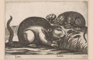 Dva ondatry Lonx/Lonza (název na objektu) Zvířata a mýtická stvoření (název série) Nova raccolta de li animali piu curiosi del mondo (název série) od Antonio Tempesta