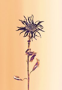 Starobylá květina - meruňka, 2025 (foto)