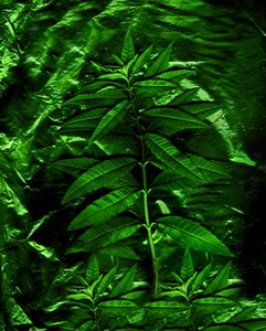 Green-4, 2009 (foto) od Antonius Antonius