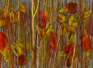 Tajemné dřevo, 2014 (foto)