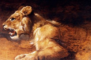 Study of a Young Lion, c.1640 (olej na panelu) od Antwerp School