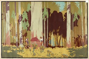 Kácení stromu Karri, Západní Austrálie, ze série „Austrálské bohatství pšenice a vlny“