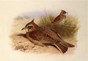 Skřivan chocholatý, Britští ptáci od Archibald Thorburn