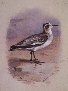 Šedý phalarope (akvarel) od Archibald Thorburn