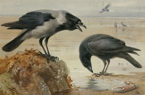 Vrána kapucínka a vrána mršinová od Archibald Thorburn