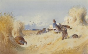 A Red Legged Patridge a Covey of Grey Patridges od Corn Stooks (tužka a akvarel) od Archibald Thorburn