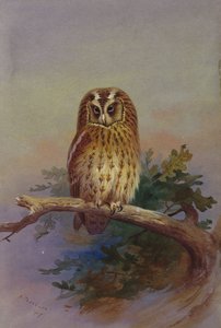 Puštík posazený na dubové větvi od Archibald Thorburn
