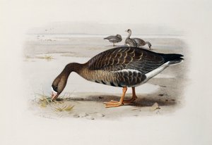 Husa s bílou frontou od Archibald Thorburn