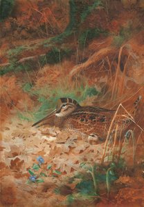 Slepák lesní a kuřátko v podrostu od Archibald Thorburn