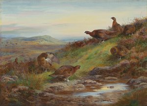 Zátoka tetřeva u pramene od Archibald Thorburn