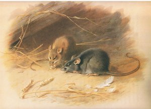 Alexandrine Rat and Black Rat, z Thorburns Mammals vydané Longmans and Co, c. 1920 od Archibald Thorburn