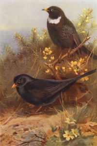 Black Bird (samec a samice), Ring-Ouzel (barevná litografie) od Archibald Thorburn